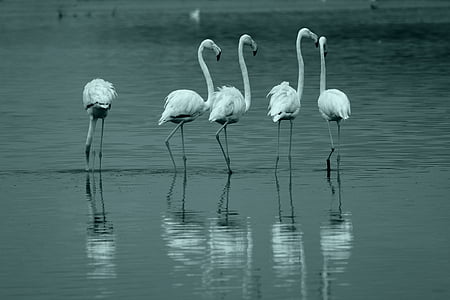 Flamingo, burung, Danau, Izmir, satwa liar, alam, hewan