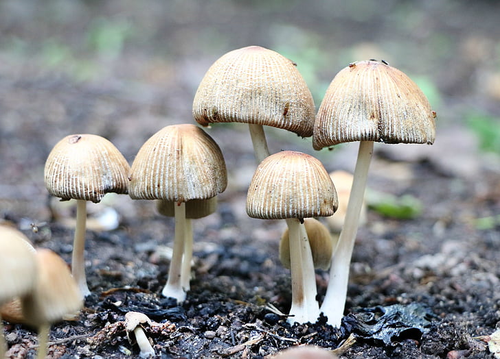 mushrooms, toadstool, forest, poisonous mushrooms, amanita, mycelium, nature