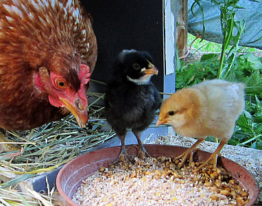 galinha, garota, animais, galinhas, aves de capoeira, pintos e galinhas