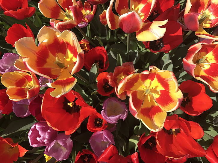 tulipaner, Park, grønn, natur, rød rose, gul rose, Sommer