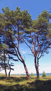 arbres, Mar Bàltic, platja, Banc, de vacances, Costa, l'illa de Rügen