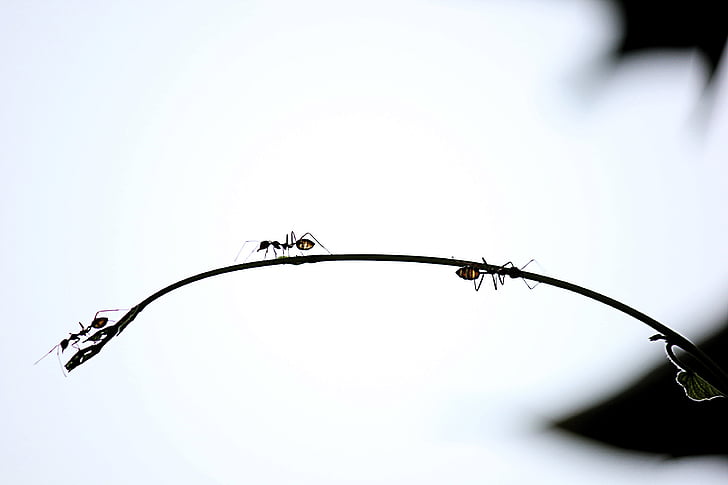 skruzdėlės, raudona skruzdė, lipti į medį, filialas, vabzdžių, siluetas, su šviesos