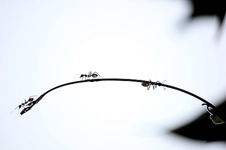 mrówki, czerwonych mrówek, wspiąć się na drzewo, Oddział, owady, sylwetka, ze światłem