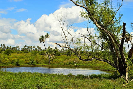 ладонной, Энтре-Риос, Национальный парк, Пальмы, Природа, пейзаж, на открытом воздухе