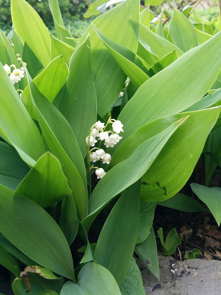 lily of the valley, garden, spring, nature, leaf, plant, growth