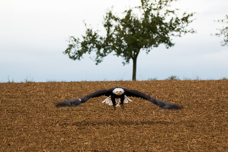 àguila calba, volar, en vol, enfocament, Haliaeetus leucocephalus, Adler, Raptor