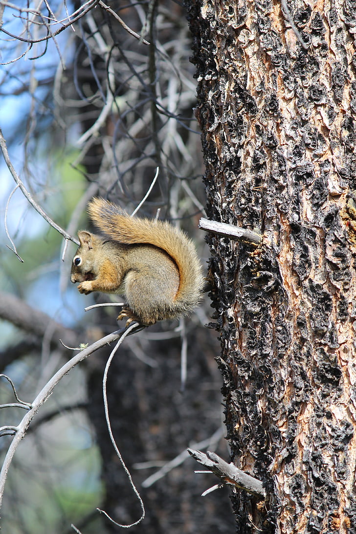 squirrel, tree, nature, wildlife, animal, rodent, trunk