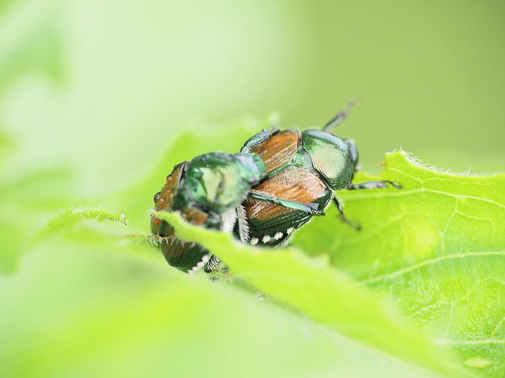 insect, beetle, scarab, bug, green, leaves, nature