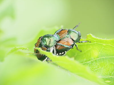 insecte, Beetle, Scarab, bug, vert, feuilles, nature