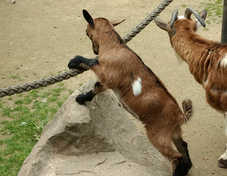 goats, kid, zoo, farm, animal