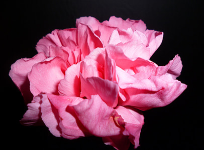 Hoa, màu hồng, Blossom, nở hoa, Thiên nhiên, Hoa cẩm chướng