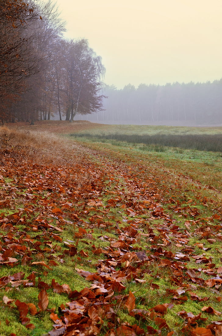 hösten, Höstens mood, naturen, lämnar, skit, dimma, lövverk