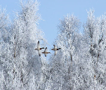 ฤดูหนาว, นก, ห่าน, หิมะ, น้ำแข็ง, ธรรมชาติ, มีเที่ยวบิน