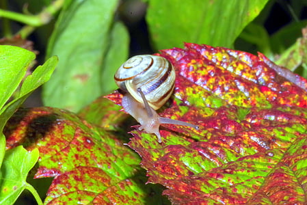 snail, small, tiny, foliage, grass, summer, green