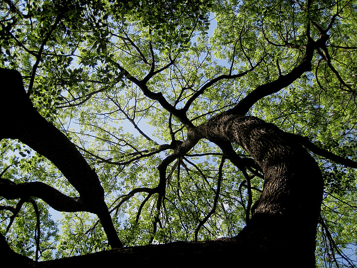 árbol, gran, alta, fuerte, denso, cortina, ramas gruesas