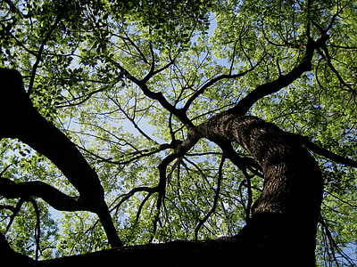 arbre, énorme, haute, forte, denses, ombre, branches épaisses