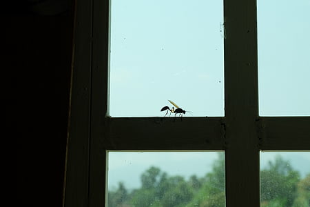 insect, macro, bug, nature, window, wasp, silhouette