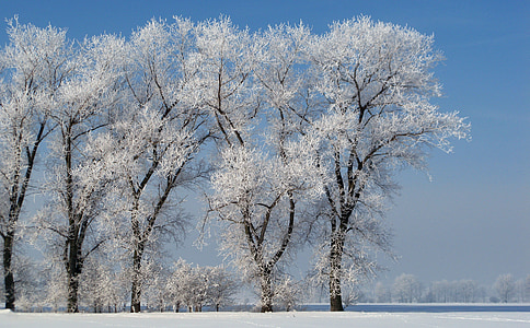 hoarfrost, winter, cold, frost, clear