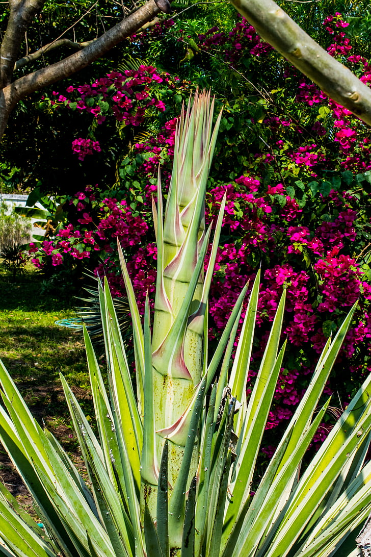 agave, agave flower, nature