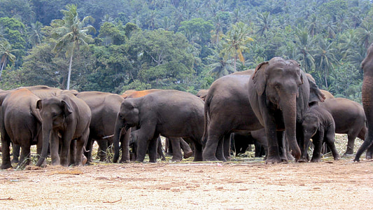 orphelinat des éléphants, éléphants, troupeau d’éléphants, éléphants manger, éléphant d’Asie, animal, faune