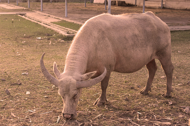 Buffalo, Yogyakarta, Indonésie, bělochů
