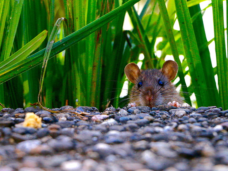 mamífer, rat, ulls, orelles, seguir el seu nas, recol·lectar, estratègia de ratolins
