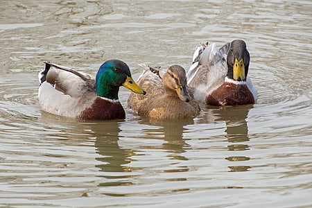 鸭, 绿头鸭, 三, 水, 池塘, 鸟, 在野外的动物