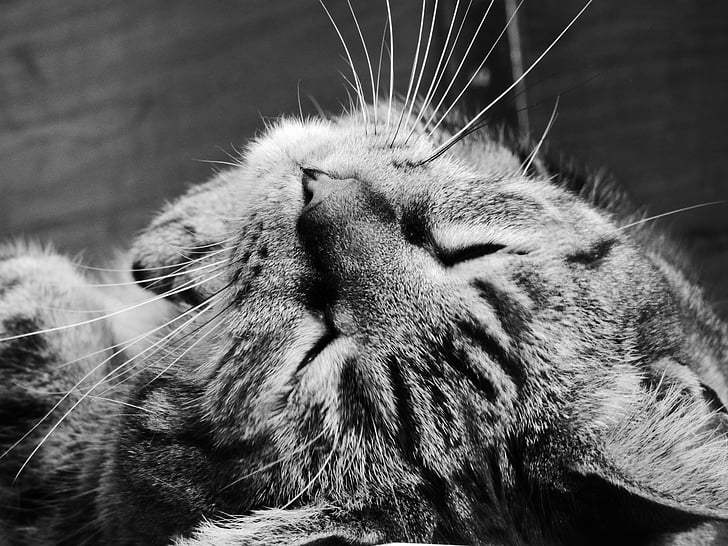 cat, tabby, feline, black and white, sleep