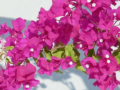 murvafürt veszi körül, Blossom, puce, lila virágos, Nyctaginaceae