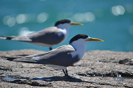 crested terns, granite island, south australia, bird, nature, animal, sea