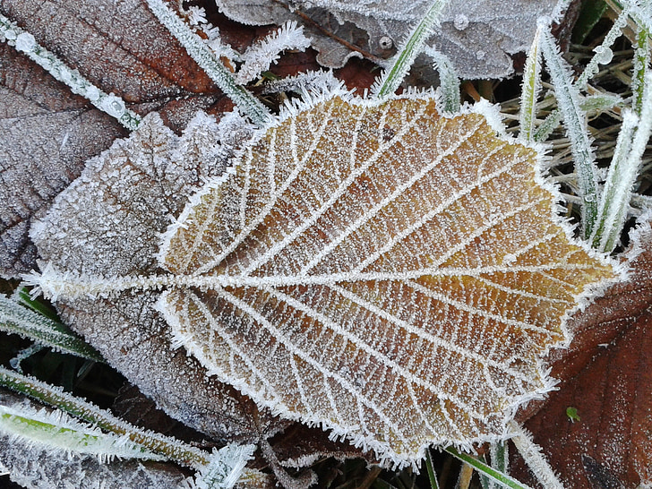 frost, hoarfrost, cold, winter, frozen, ice, form