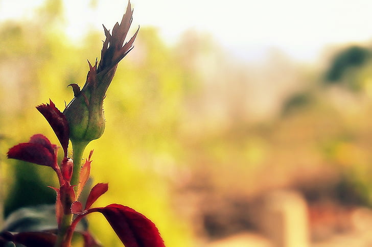 Rosa, růže bush, květ, Příroda, podzim, venku, list