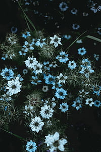 꽃, 자연, 꽃, 꽃잎, 잔디, 하얀, bokeh