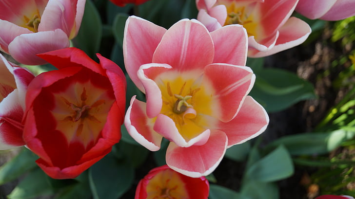 tulipas, em keukenhof, Holanda, natureza, planta, flor, pétala