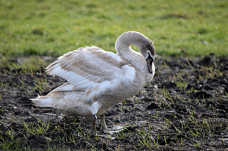 Swan, vták, mladý, portrét, lietať, krídla, pierko