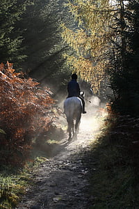 caballo, recreación, bosque, montar a caballo, animales de compañía, animal, paseos a caballo