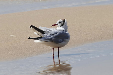 seagull, bird, animal, nature, gull, sea, water