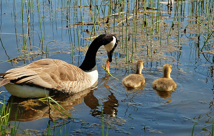 Canada goose, Branta canadensis, labuť, labutě, pták, zvířata, jezero