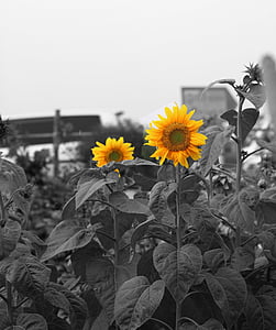 bunga matahari, Taman, bunga, matahari, alam, berkebun, pertanian