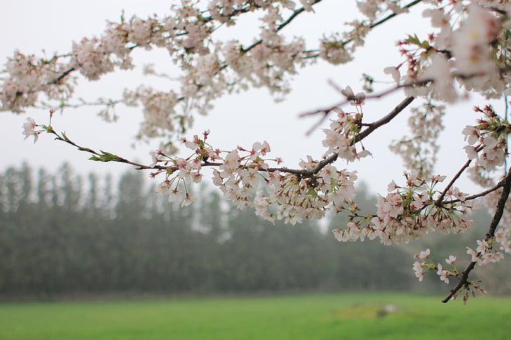 flor del cirerer, fusta, natura, Sakura, aixafar, cel blau, herba
