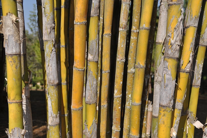 Bambus, Botanik, Asien, Natur, Anlage
