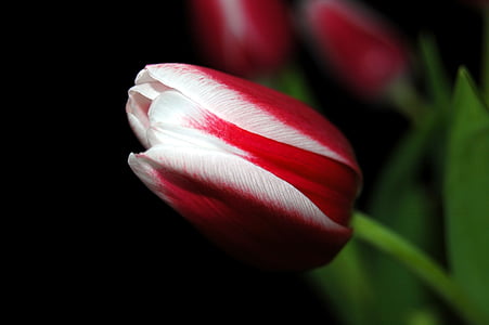Tulipa, flor, primavera, natura, flora, llum, planta