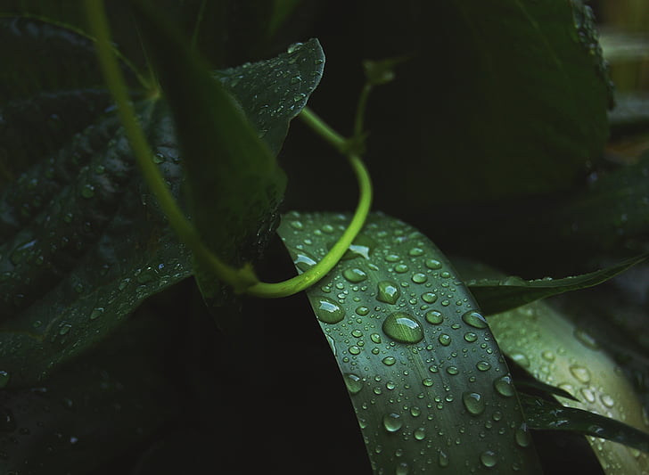 green, leaf, plant, nature, wet, raindrops, water