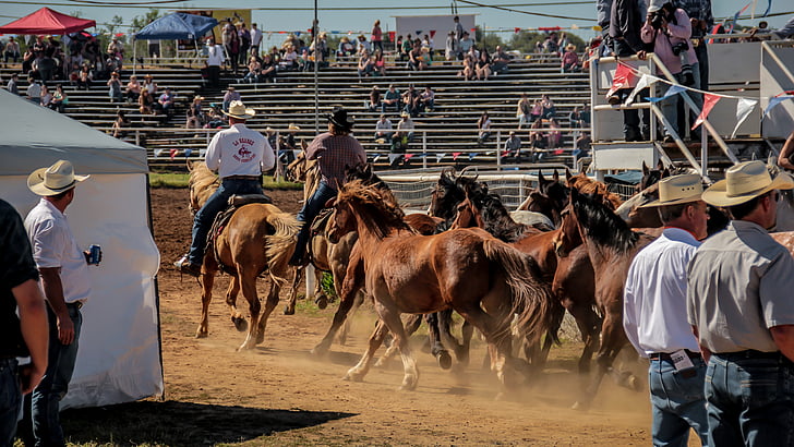 Rodeo, kôň, kovboj, Západné, Rider, zviera, koní