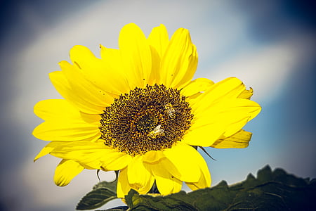 Sun flower, õis, Bloom, Sulgege, kollane, Helianthus, Korvõielised