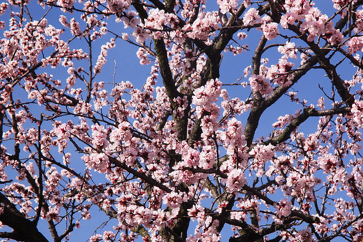 flors de primavera, branques, flor rosa, color rosa, arbre, primavera, natura
