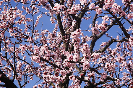 Frühlingsblumen, Filialen, rosa Blume, rosa Farbe, Baum, Frühling, Natur