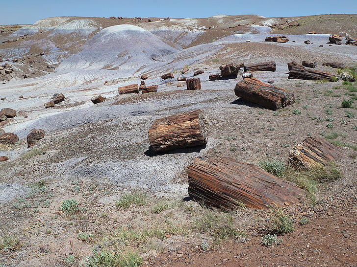 versteinert, versteinertes Holz, Opal-Holz, fossiles Holz, Kieselholz, Holz-opal, Petrified Forest Nationalpark