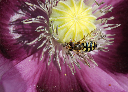 Vurgulu sinek, böcek, yakın çekim, hoverfly, polen, kanatları, çiçek