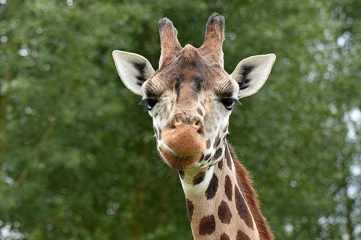 girafa, animal, Safari, valent, coll, zoològic, Àfrica